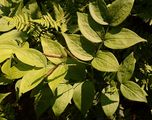 Spring Pea - Lathyrus vernus (L.) Bernh.