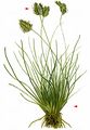 Alpine Oreochloa - Oreochloa disticha (Wulfen) Link