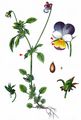 Wild Pansy - Viola tricolor L.