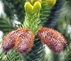 Chilenische Araukarie - Araucaria araucana (Molina) K. Koch