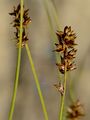 Sparrige Segge - Carex muricata L.