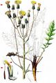 Beaked Hawk's-Beard - Crepis vesicaria L.