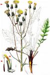 Löwenzahnblättriger Pippau - Crepis vesicaria L. 
