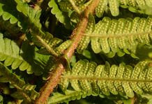 Borrer-Schuppen-Wurmfarn - Dryopteris borreri (Newman) Oberh. & Tavel 