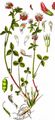 Alsike Clover - Trifolium hybridum L.