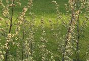 Gewöhnlicher Beifuß - Artemisia vulgaris L.
