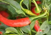 Sweet Pepper - Capsicum annuum L.