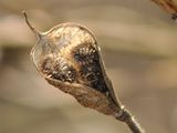 Forking Larkspur - Consolida regalis Gray