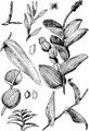Perfoliate Pondweed - Potamogeton perfoliatus L.