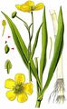 Greater Spearwort - Ranunculus lingua L.