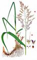 Johnson-Grass - Sorghum halepense (L.) Pers.