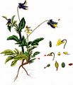 Field Pansy - Viola arvensis Murray