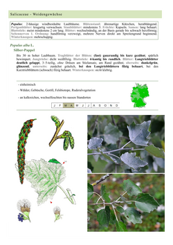 Silber-Pappel - Populus alba