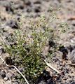 Slender Sandwort - Arenaria leptoclados (Rchb.) Guss.