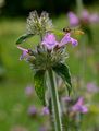 Wild Basil - Clinopodium vulgare L.