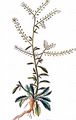 Least Pepperwort - Lepidium virginicum L.
