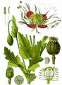 Opium Poppy - Papaver somniferum L.