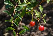 Dwarf Cherry - Prunus fruticosa Pall. 