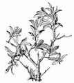 Rock Buckthorn - Rhamnus saxatilis Jacq.