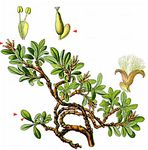 Quendelblättrige Teppich-Weide - Salix serpillifolia Scop. 