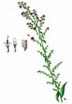 Lanzettblättrige Herbstaster - Symphyotrichum parviflorum (Nees) Greuter 