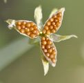Field Pansy - Viola arvensis Murray