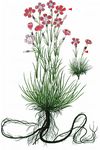 Stein-Nelke - Dianthus sylvestris Wulfen 