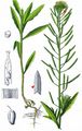 Treacle-Mustard - Erysimum cheiranthoides L.