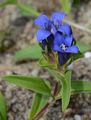 Cross Gentian - Gentiana cruciata L.