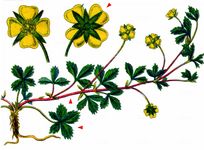 Englisches Fingerkraut - Potentilla anglica Laichard. 