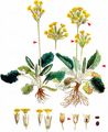 Cowslip - Primula veris L.