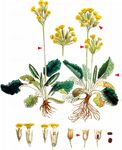 Echte Schlüsselblume - Primula veris L. 