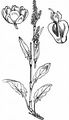 Common Sorrel - Rumex acetosa L.