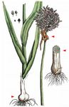 Breit-Lauch - Allium ampeloprasum L. 