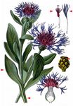 Berg-Flockenblume - Cyanus montanus (L.) Hill 