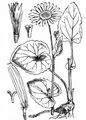 Kriechende Gemswurz - Doronicum pardalianches L.