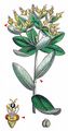Sweet Spurge - Euphorbia dulcis L.