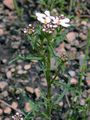 Wild Candytuft - Iberis amara L.