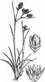 Spiked Wood-Rush - Luzula spicata (L.) DC.