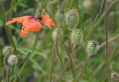 Rough Poppy - Papaver hybridum L.