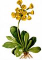 Auricula - Primula auricula L.