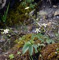 Aconite-Leaved Buttercup - Ranunculus aconitifolius L.