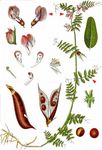 Zaun-Wicke - Vicia sepium L. 