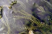 Canadian Waterweed - Elodea canadensis Michx.