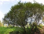 Eared Willow - Salix aurita L.