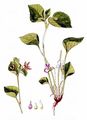 Wonder Violet - Viola mirabilis L.