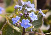 Großblättriges Kaukasusvergissmeinnicht - Brunnera macrophylla (Adams) I. M. Johnst.