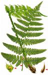 Großer Wurmfarn - Dryopteris dilatata (Hoffm.) A. Gray 