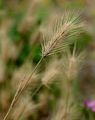 Sea Barley - Hordeum marinum Huds.