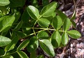 Broad-Leaved Sermountain - Laserpitium latifolium L.
